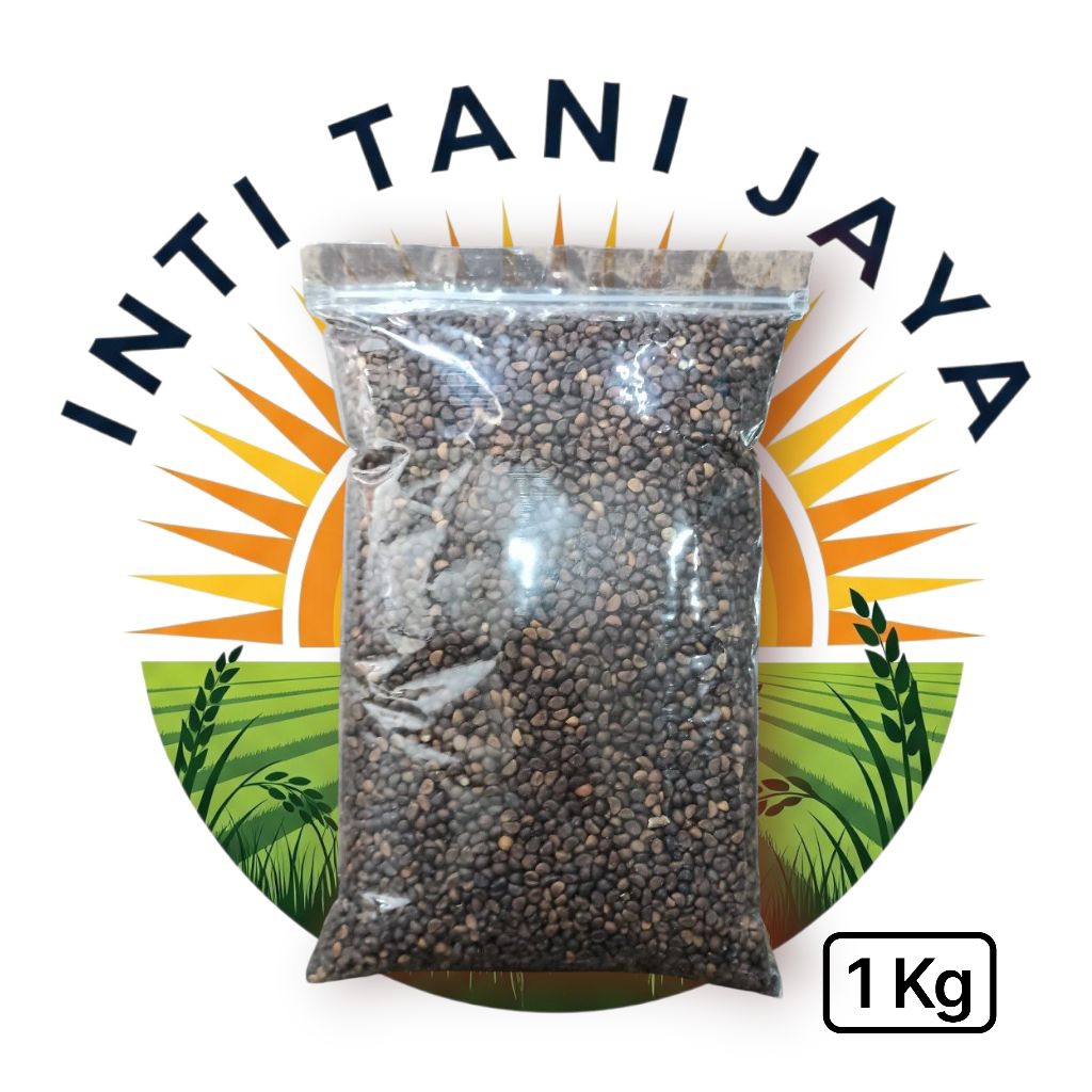 Bibit Kangkung Daun Lebar 1 Kg Repack Bibit Kangkung Super Jumbo