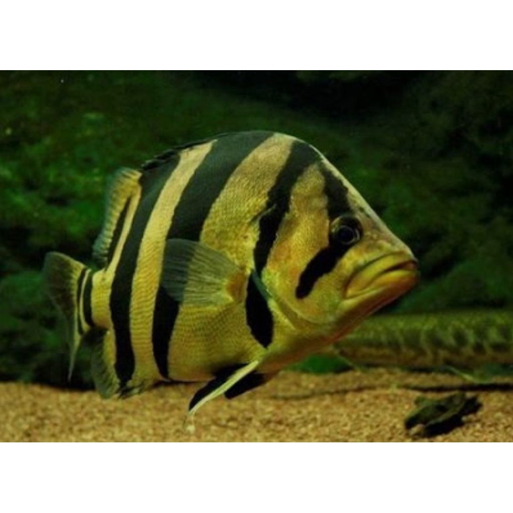 hiasan.aquarium(Datz.sum,Bar.3.putus)20-23cm