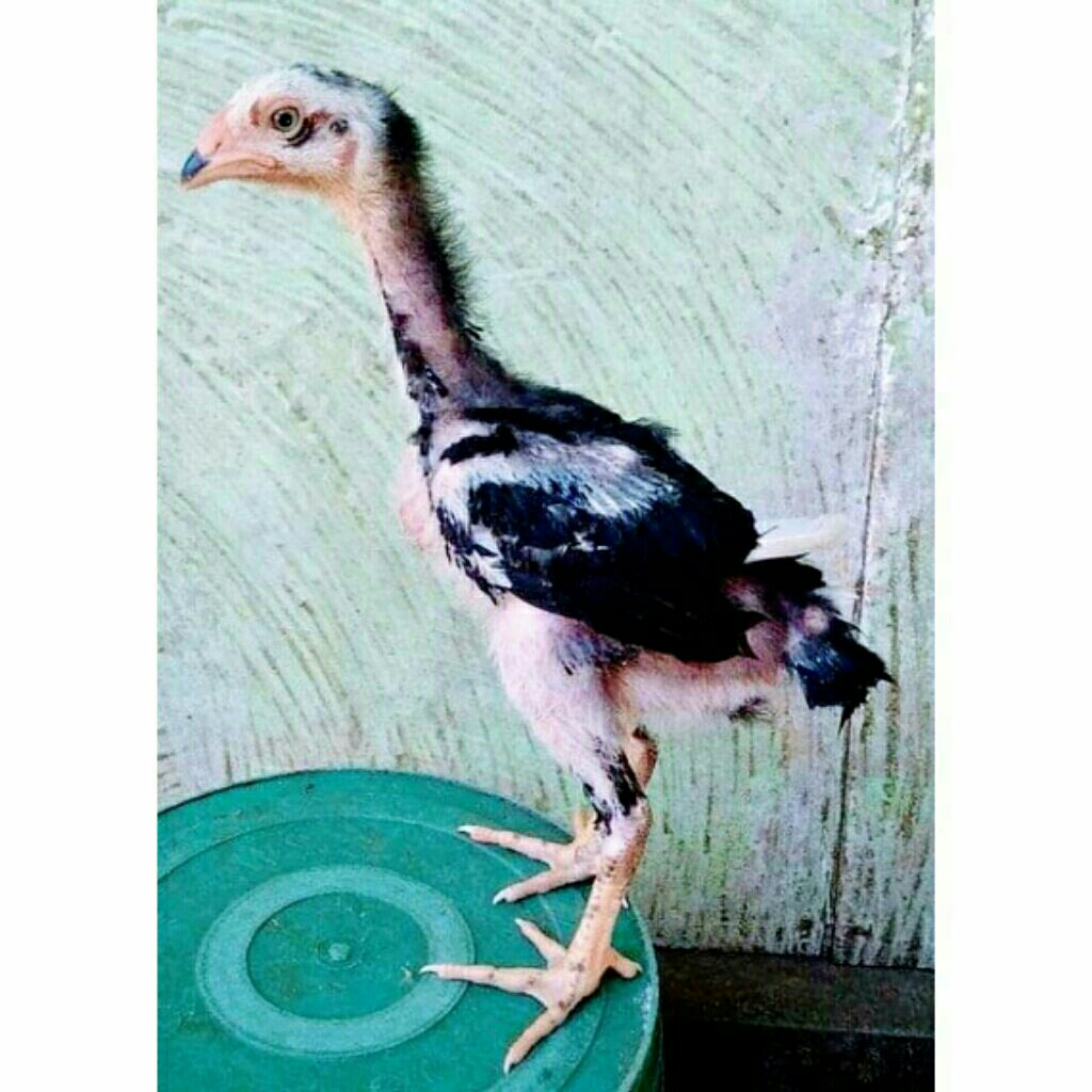 anak ayam pakoy umur 1-2bulan