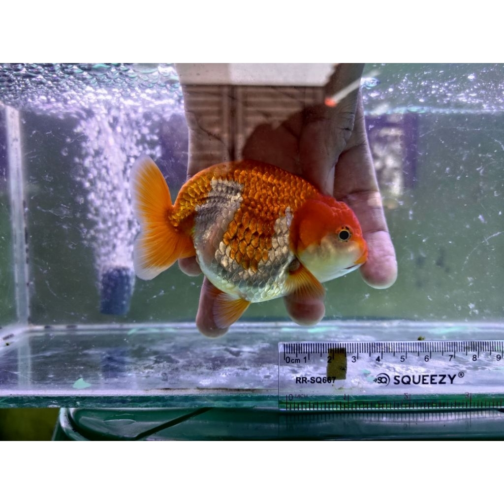 Pelet ikan koki ranchu KOKI RANCHU RW RED & WHITE