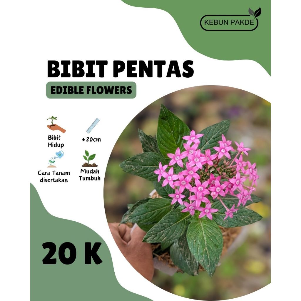 Bibit Tanaman | Edible Flower | Pentas | Star Flower | Bunga Resto | Siap Tanam