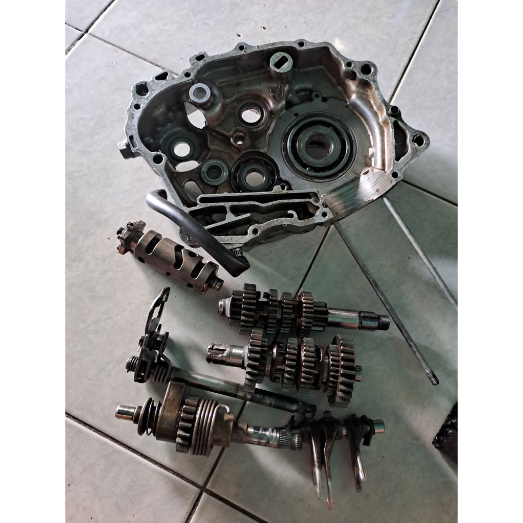 Rasio Tiger set krengkesss