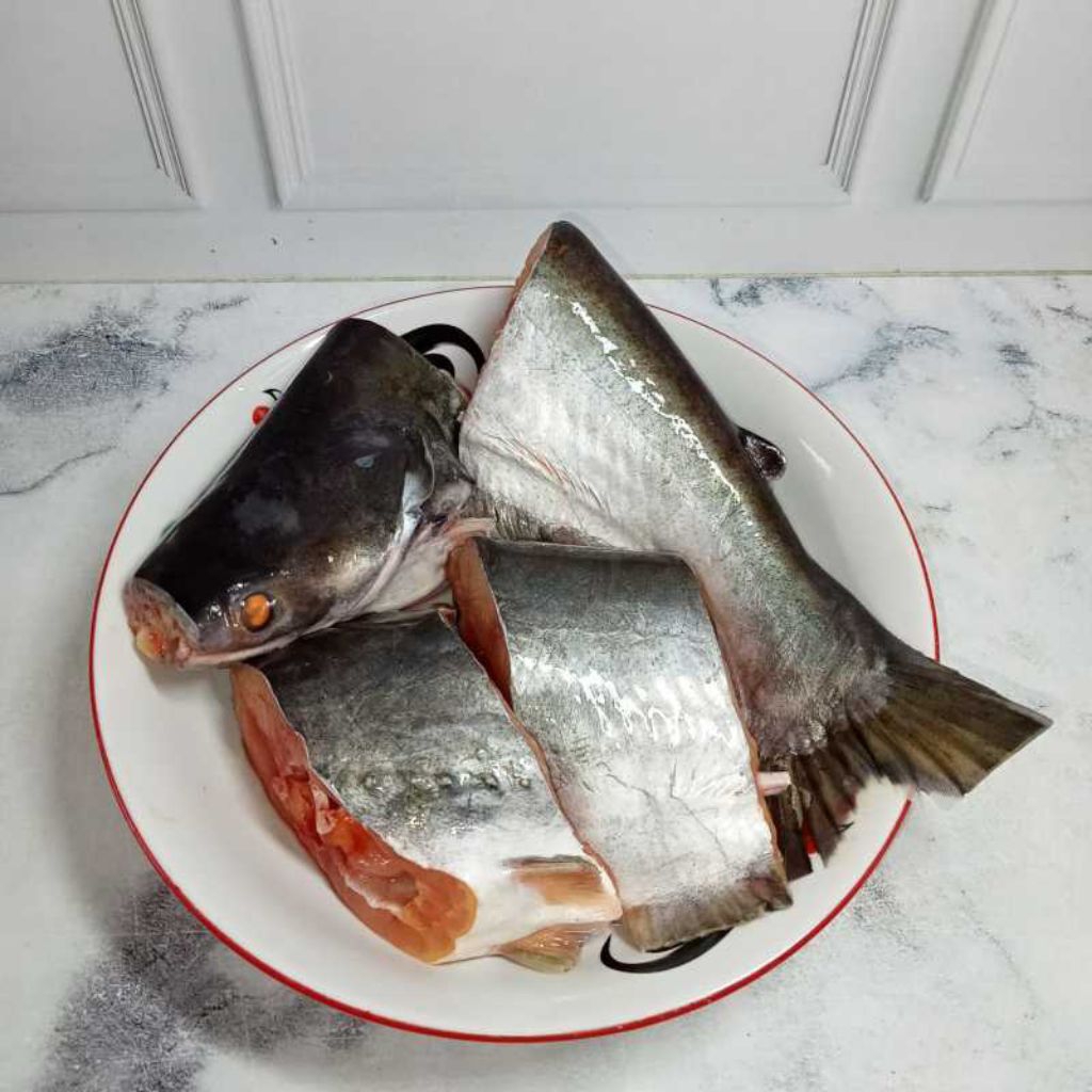 Ikan patin segar bandung