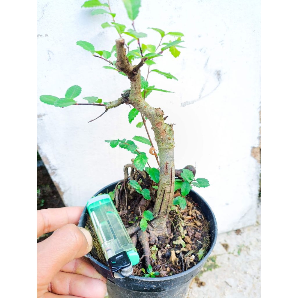 bibit bahan bonsai ulmus murah‼️bahan bonsai ulmus