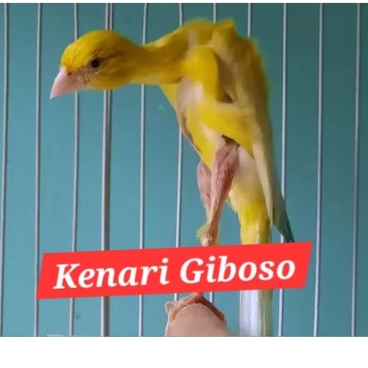 kenari giboso Giboso jantan original