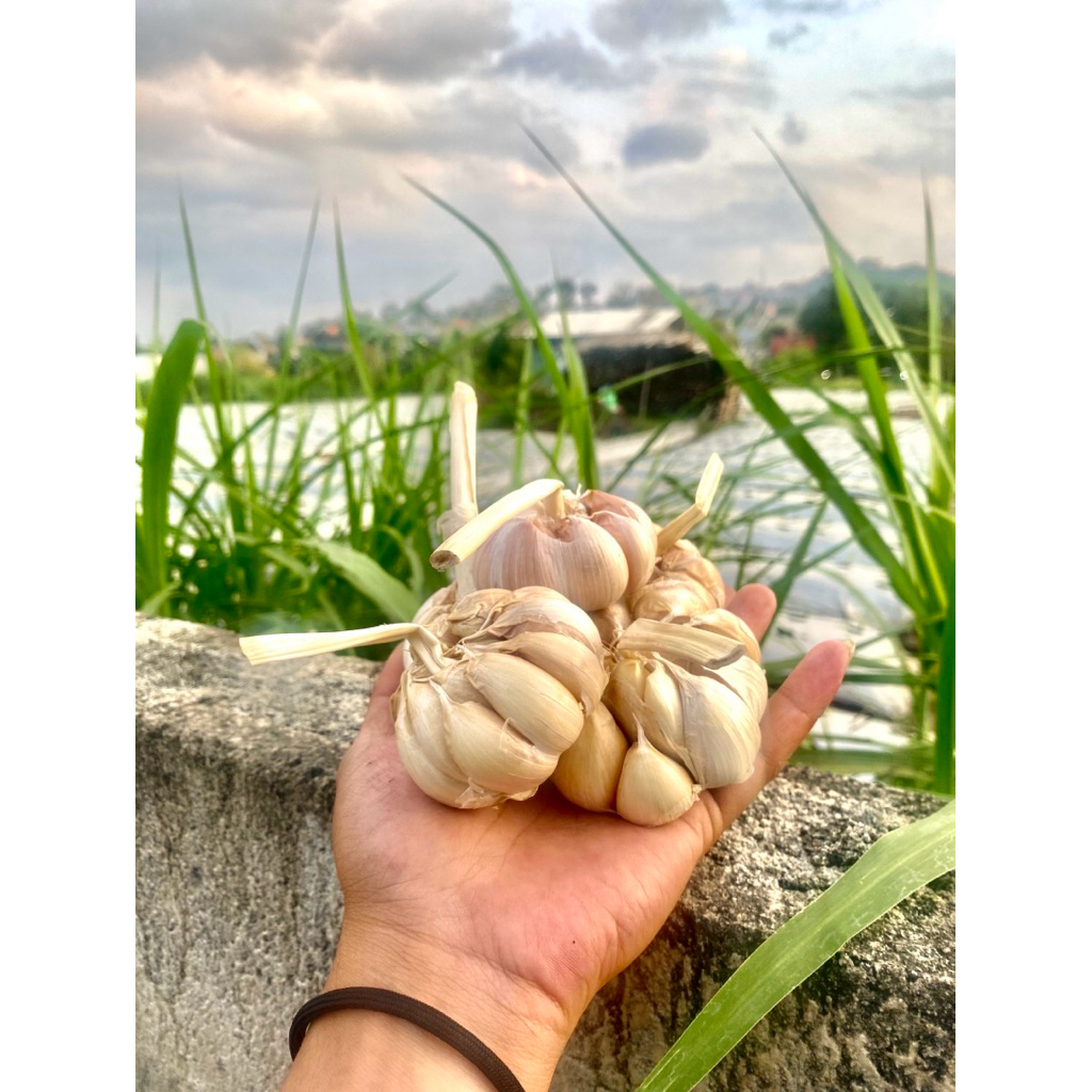 Bawang Putih 1KG Termurah Bumbu Masak Garlic Sinco Honan Ukuran Jumbo