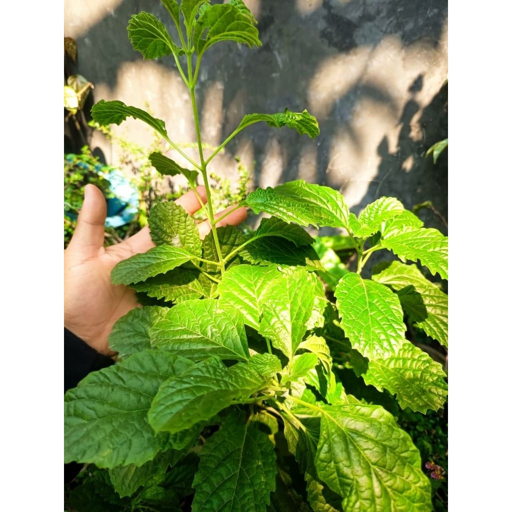 TANAMAN HERBAL KEJIBELING/GEMPUR BATU