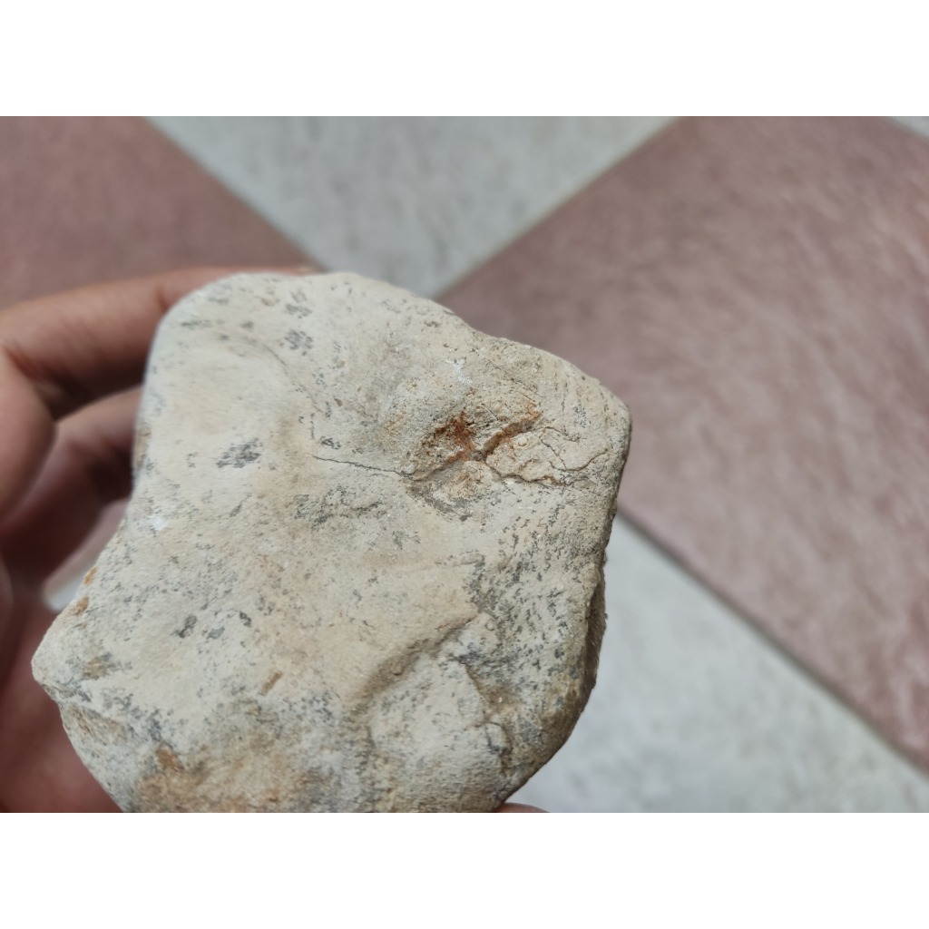 Natural Batu Fosil Kapur Langka – Kerang & Bintang Laut Purba - Ukuran Medium