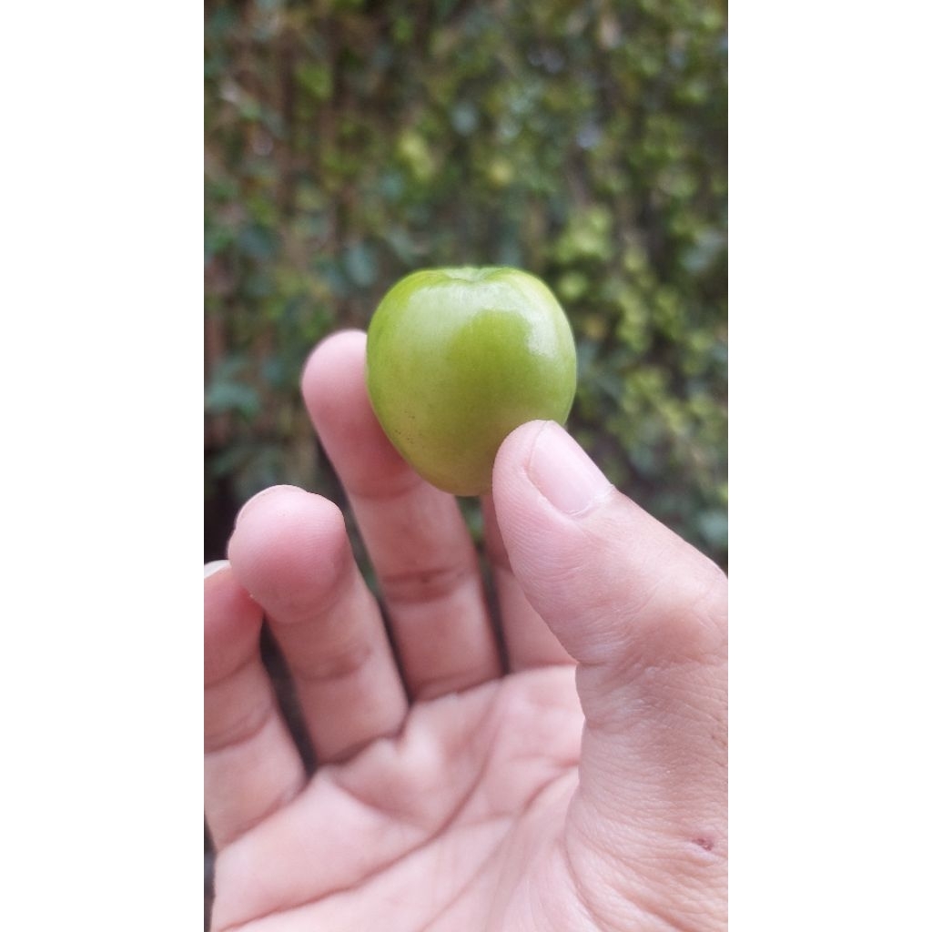 buah bidara arab atau sidr, kurma cina, dalka Petik Segar isi 5