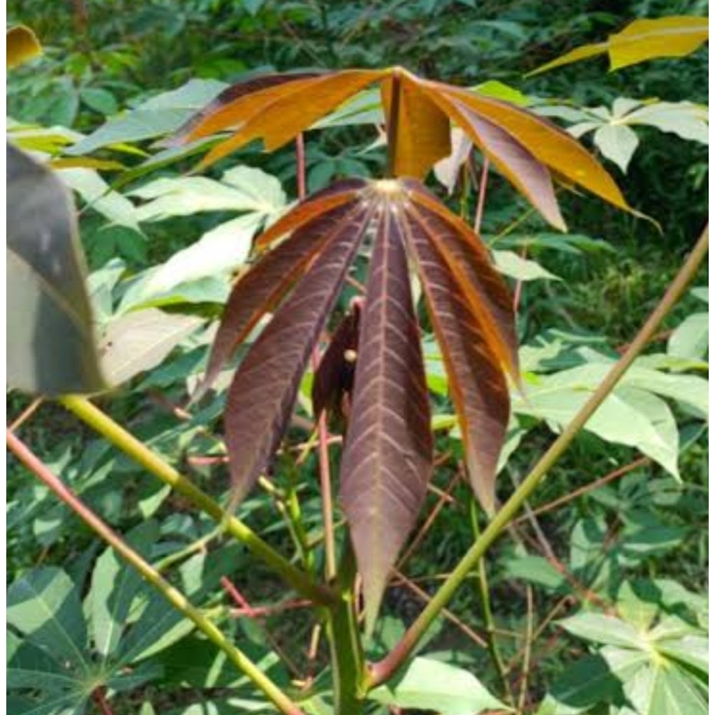 Daun singkong racun daun singkong sapi Kuru 500 gram segar-az