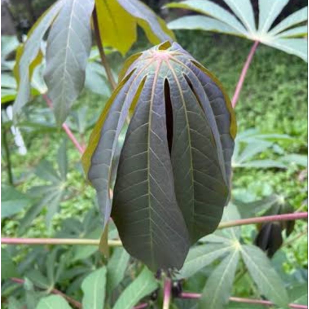 Daun singkong sapi Kuru daun singkong racun segar 250 gram-az