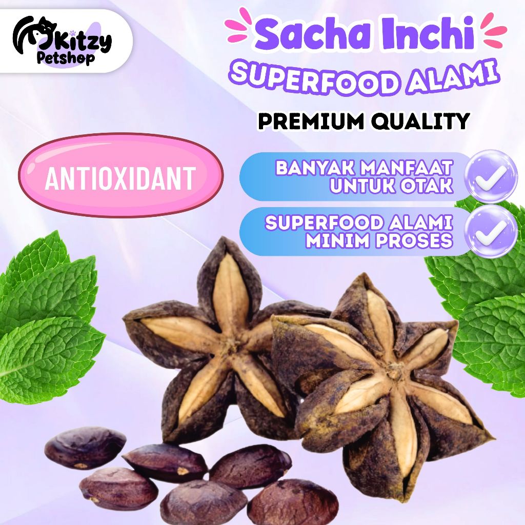 Bibit Kacang Sacha Inchi Benih Biji 1kg 500gr KITZY