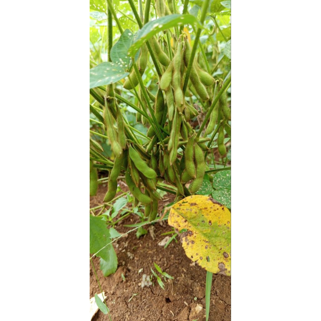 Benih edamame lokal 1 kg