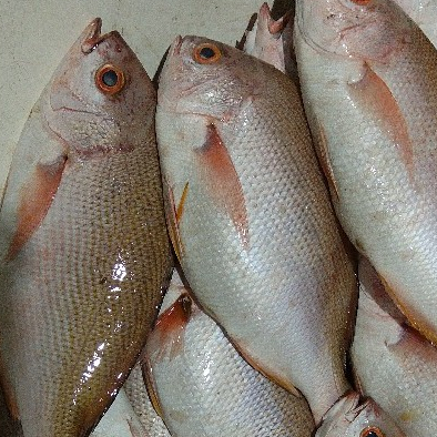 Ikan Kakap Merah 1Kg Ikan Kakap Merah Segar Ikan Kakap Merah Sawo Wakung