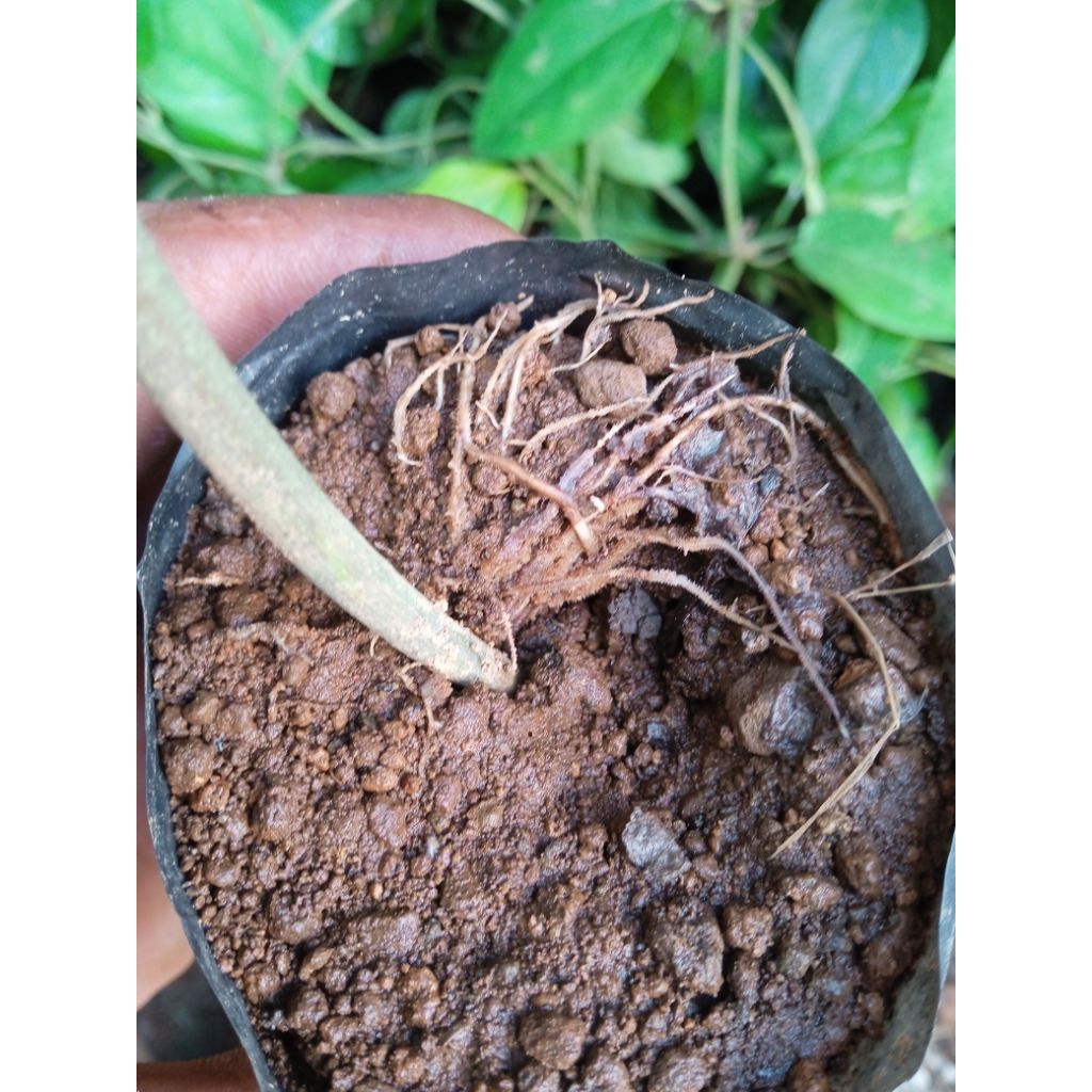 bibit cabe Jawa puyang