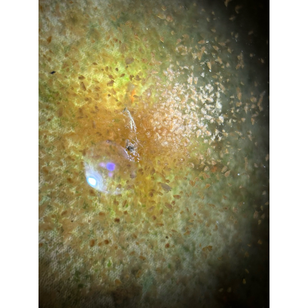 Starter Daphnia Magna