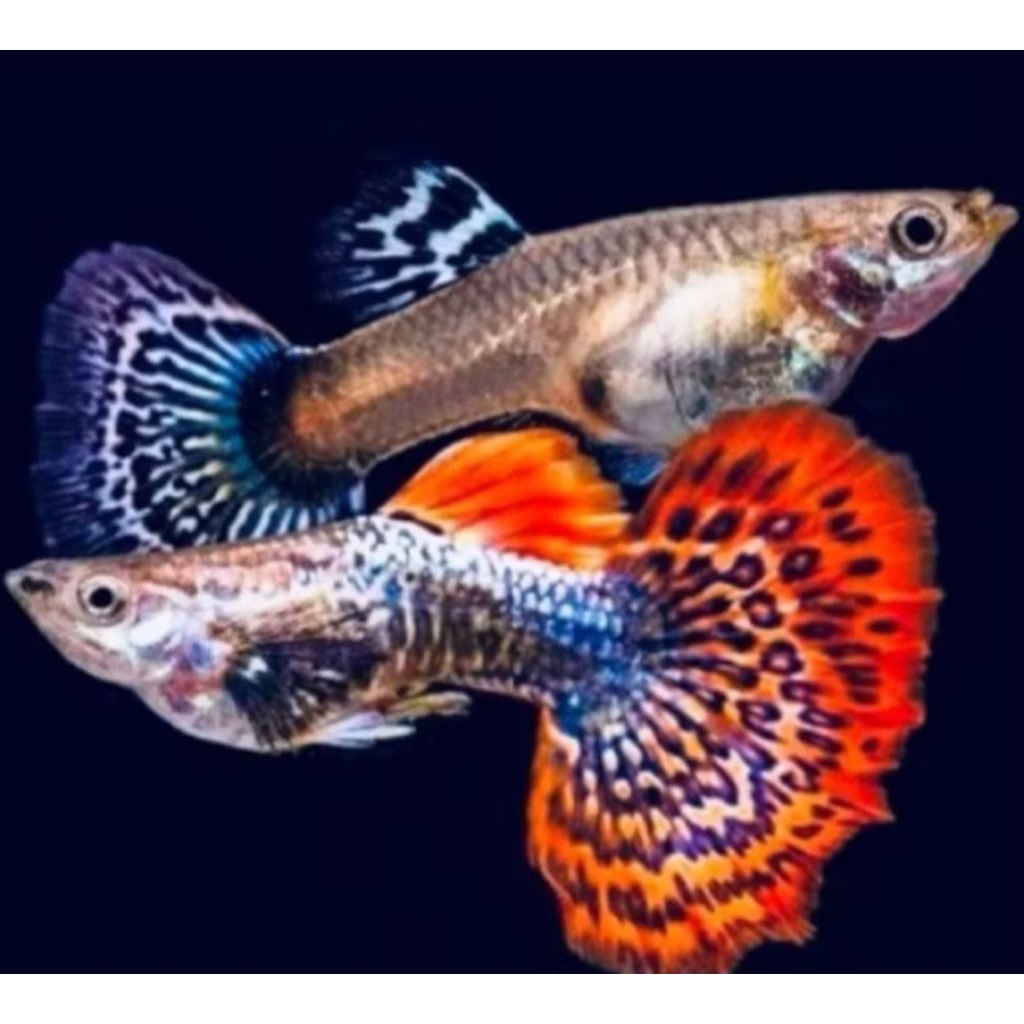 hiasan aquarium ikan Guppy Red dragon halfmoon perpasang