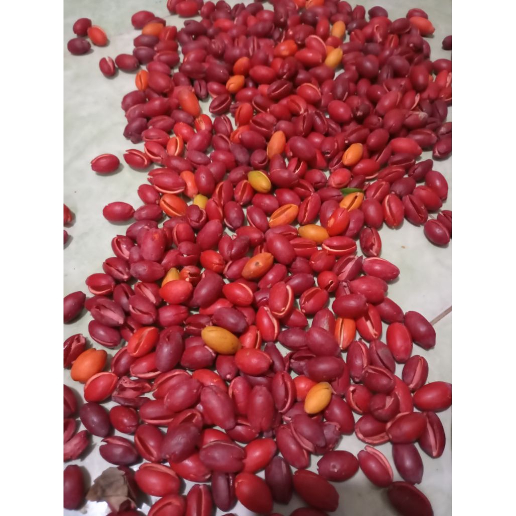 kulit melinjo fresh baru kupas 1 kg