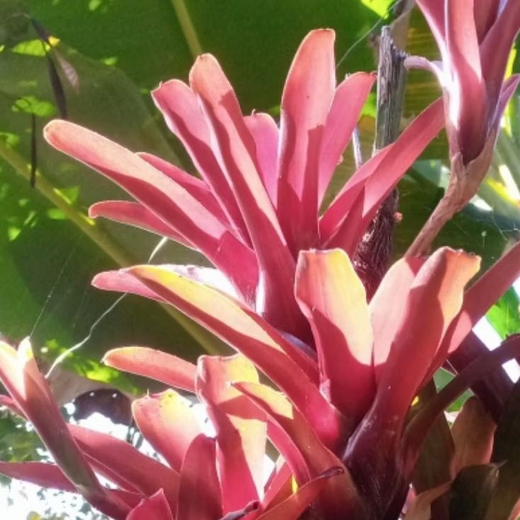 bromelia fireball red/bromelia merah kecil / bromelia firbal merah