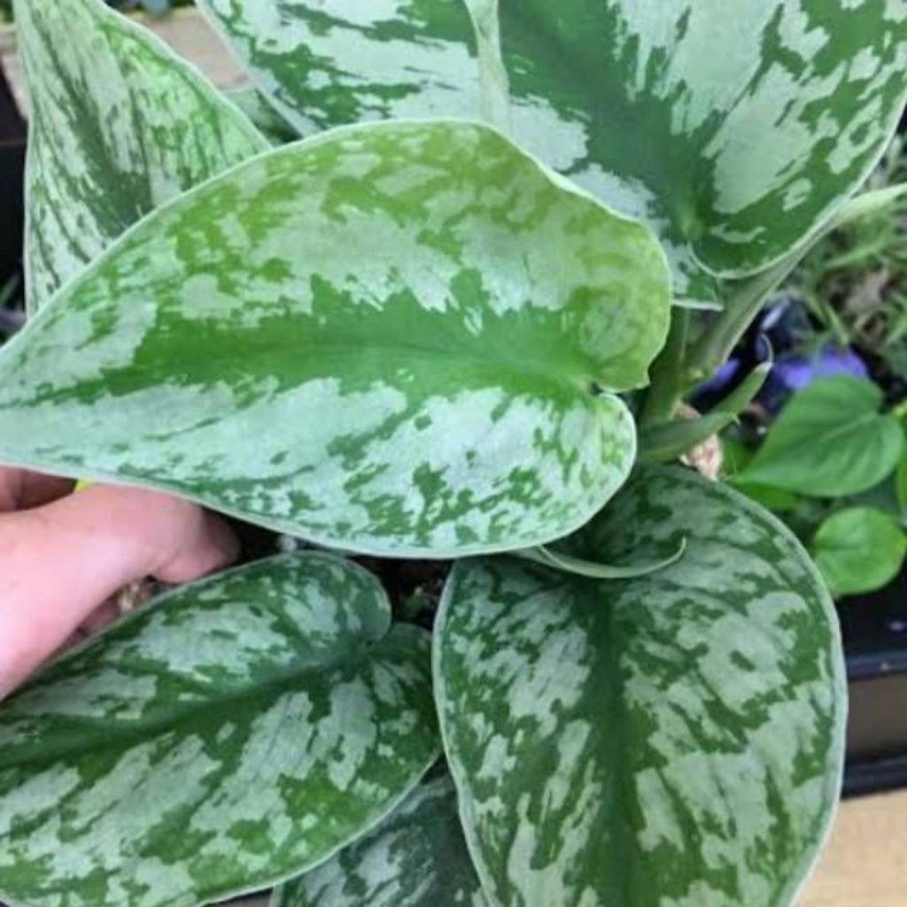 Tanaman Hias Scindapsus exotica