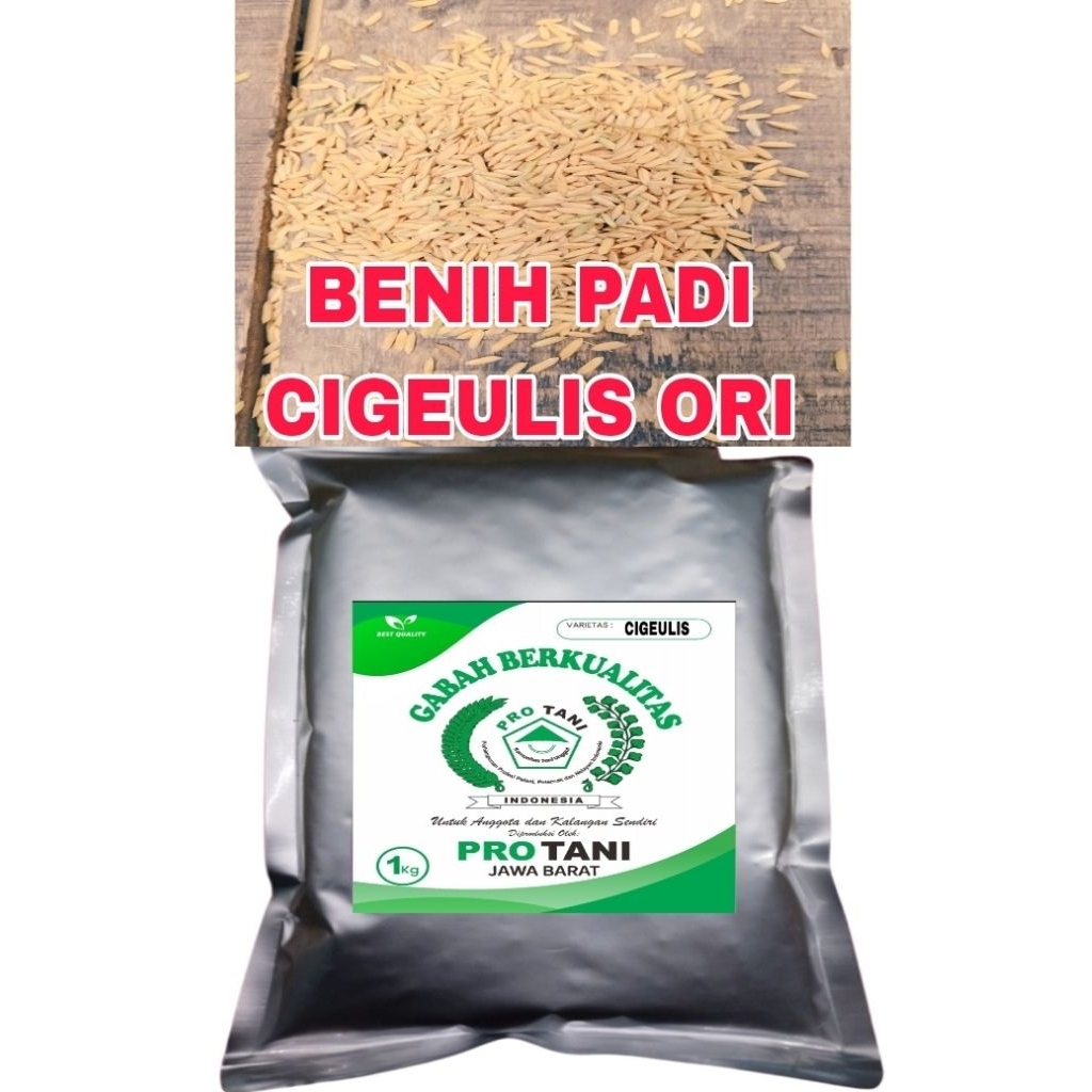 BENIH PADI 1KG CIGEULIS ORIGINAL 100% BERSERTIFIKAT