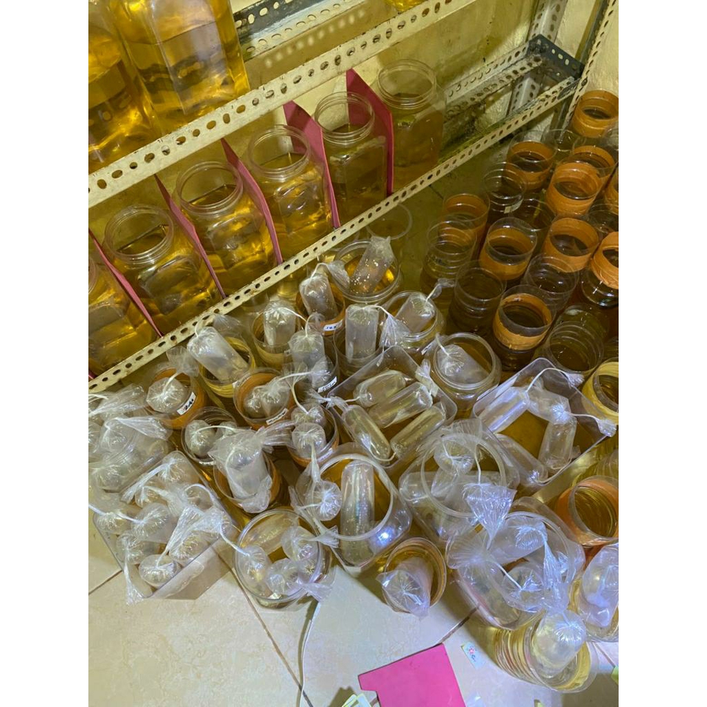 EKSTRAK DAUN KETAPANG