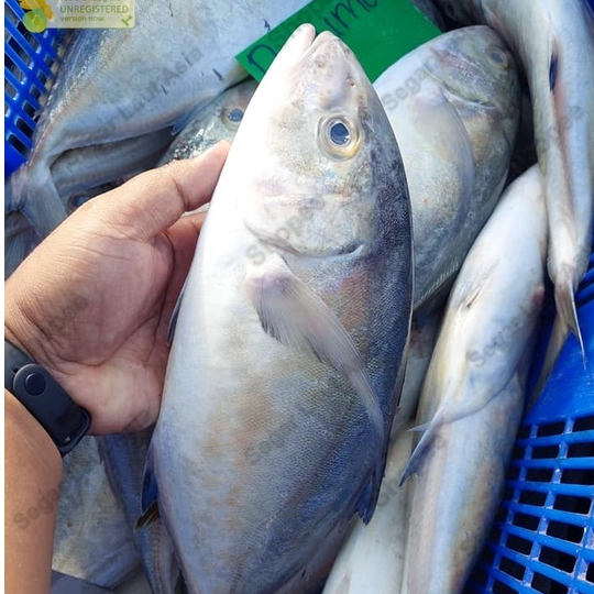 Ikan Kuwe 1Kg Ikan Kuwe Segar Ikan Kuwe lilin Ikan Kue Ikan Putih Seafood Ikan Laut Ikan Segar
