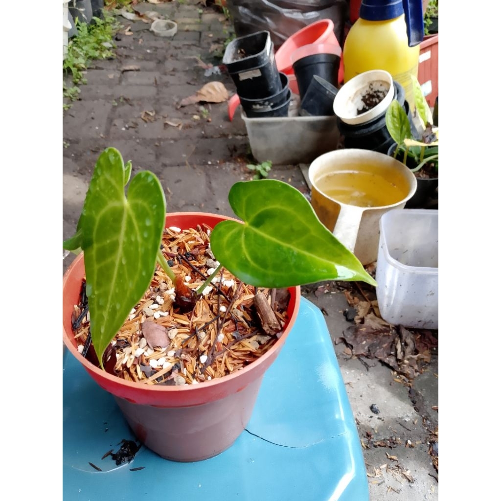 clarinervium varian delta force varigata tb