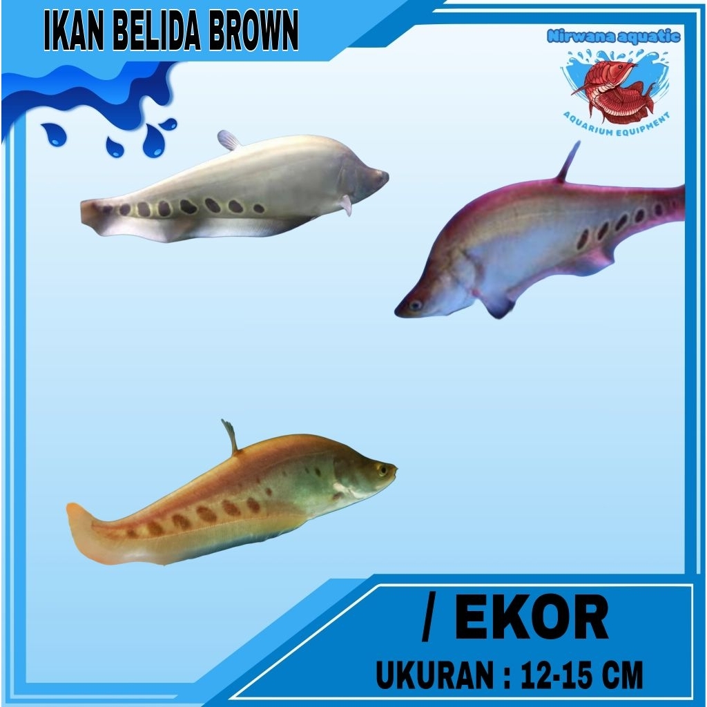 (INSTAN) IKAN BELIDA BROWN | UKURAN 12-15 CM