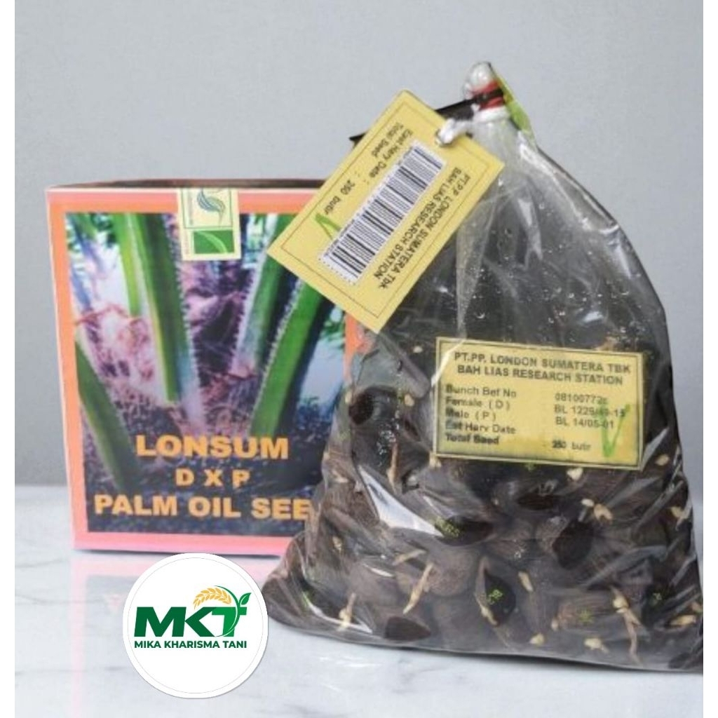 BENIH SAWIT UNGGUL LONSUM 250 seed(biji) sudah berkecambah