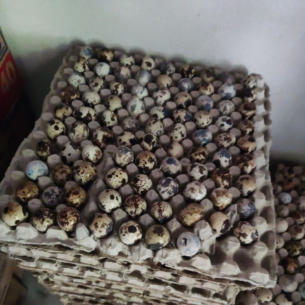 telur puyuh fresh dari kandang