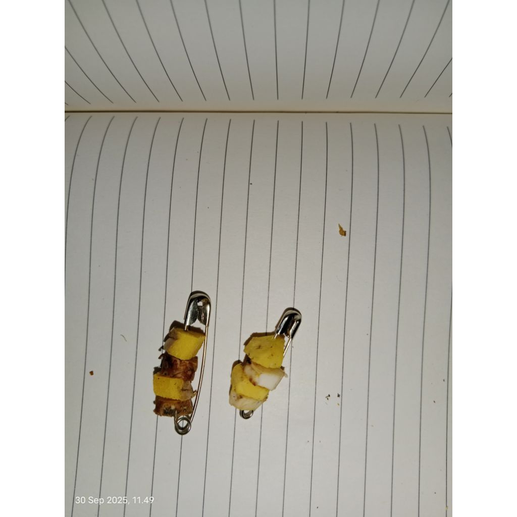 Peniti delingo bangle fresh ukuran besar