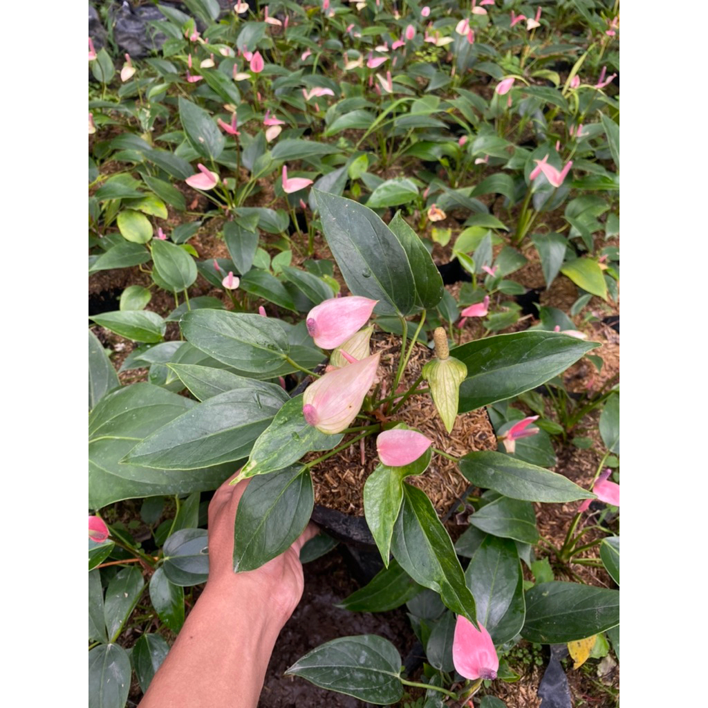 Anturium mini bunga pink - Antorium Anturium