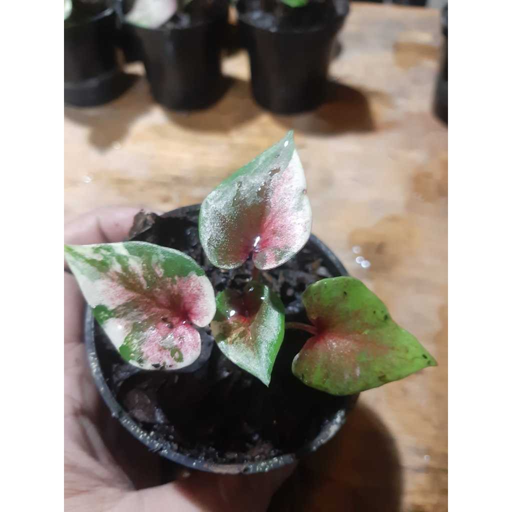 Ready caladium anakan white manekomphet keladi thailand