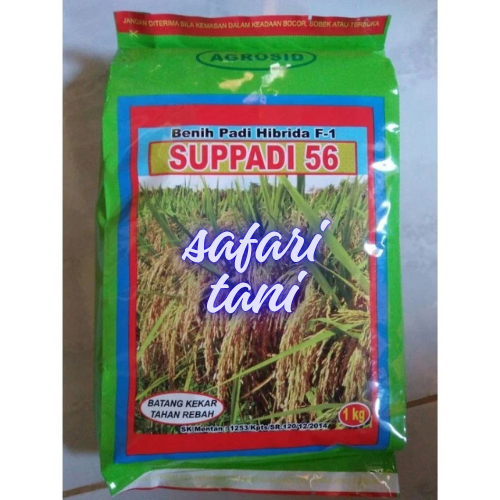 1kg Benih Padi HIBRIDA SUPPADI 56 / Benih Padi Supadi 56