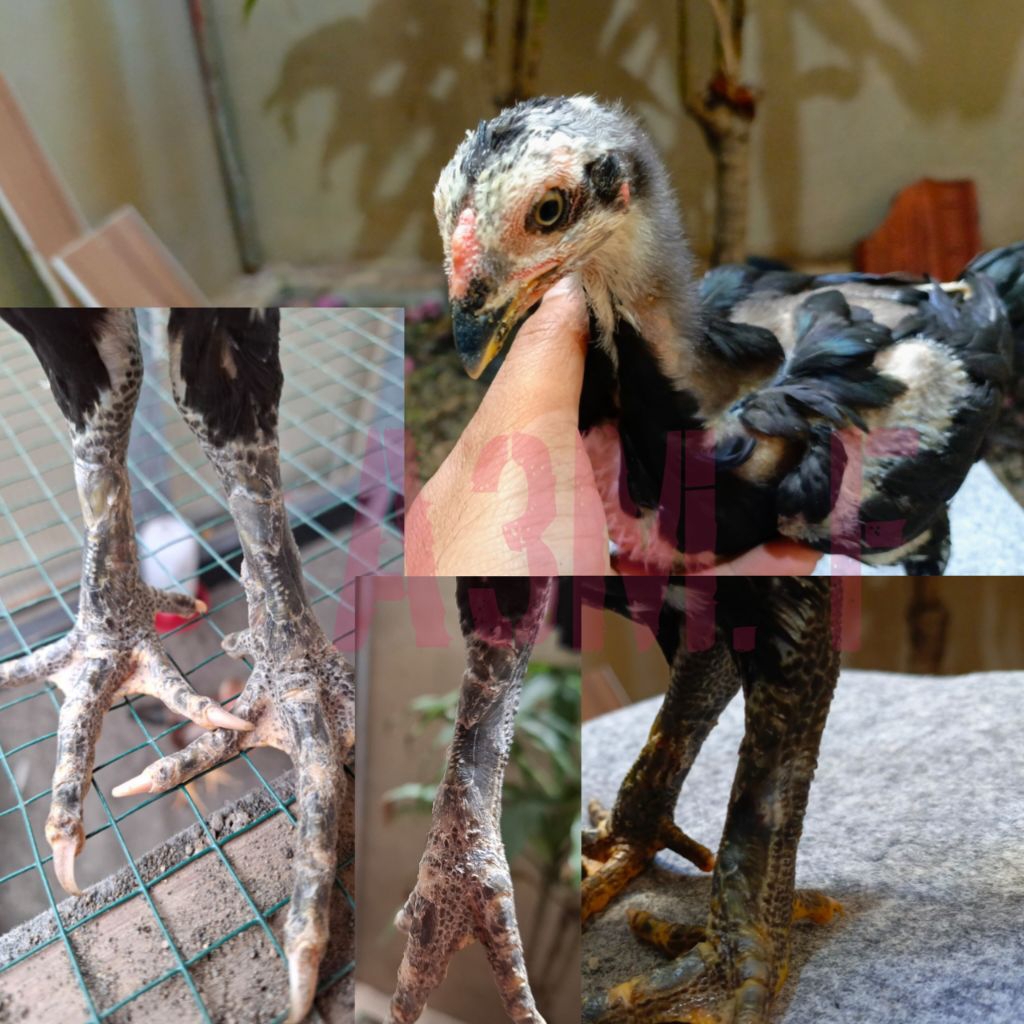 ayam ganoi kaki gunung