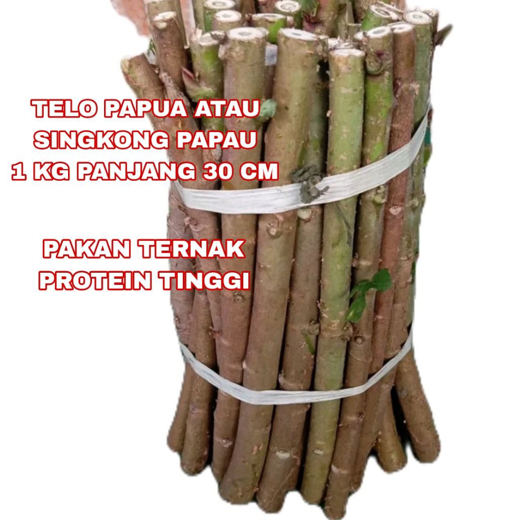 BIBIT SINGKONG PAPAU ATAU TELO PAPUA PAKAN TERNAK 1 KG