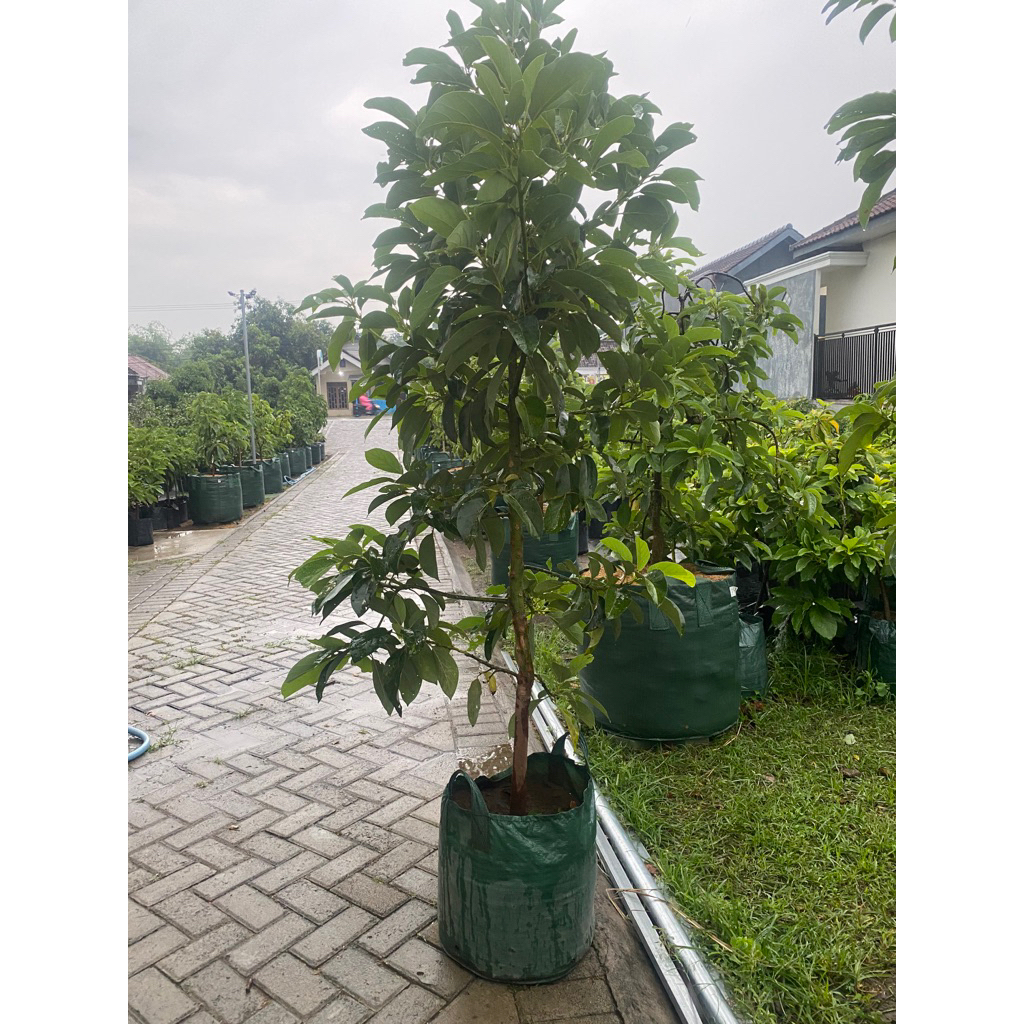 Alpukat Kelud Tinggi 2meter 1thn Sudah Siap Berbunga