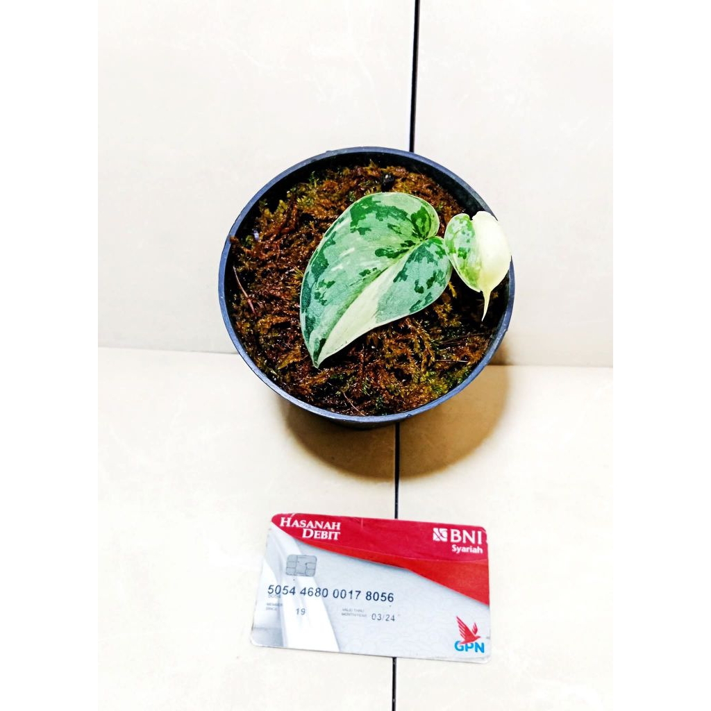 scindapsus mayari varigata