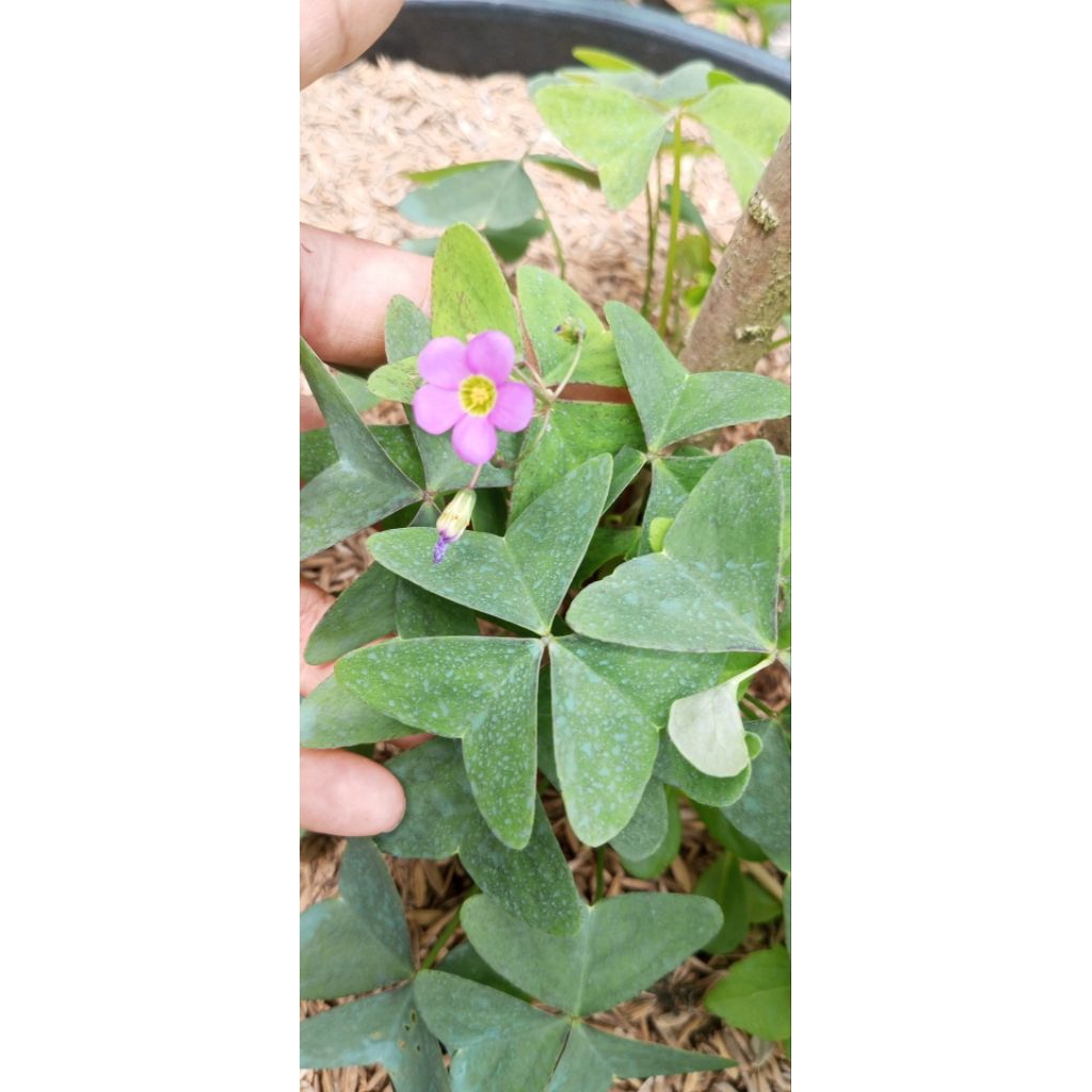 Tanaman Calincing Kupu hijau atau Bunga Kupu-kupu hijau (Oxalis latifolia).