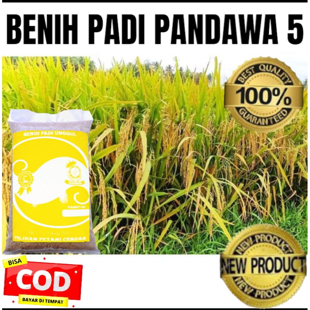 BENIH BIBIT PADI ASLI PANDAWA 5 SUPER UNGGUL KEMASAN 5KG