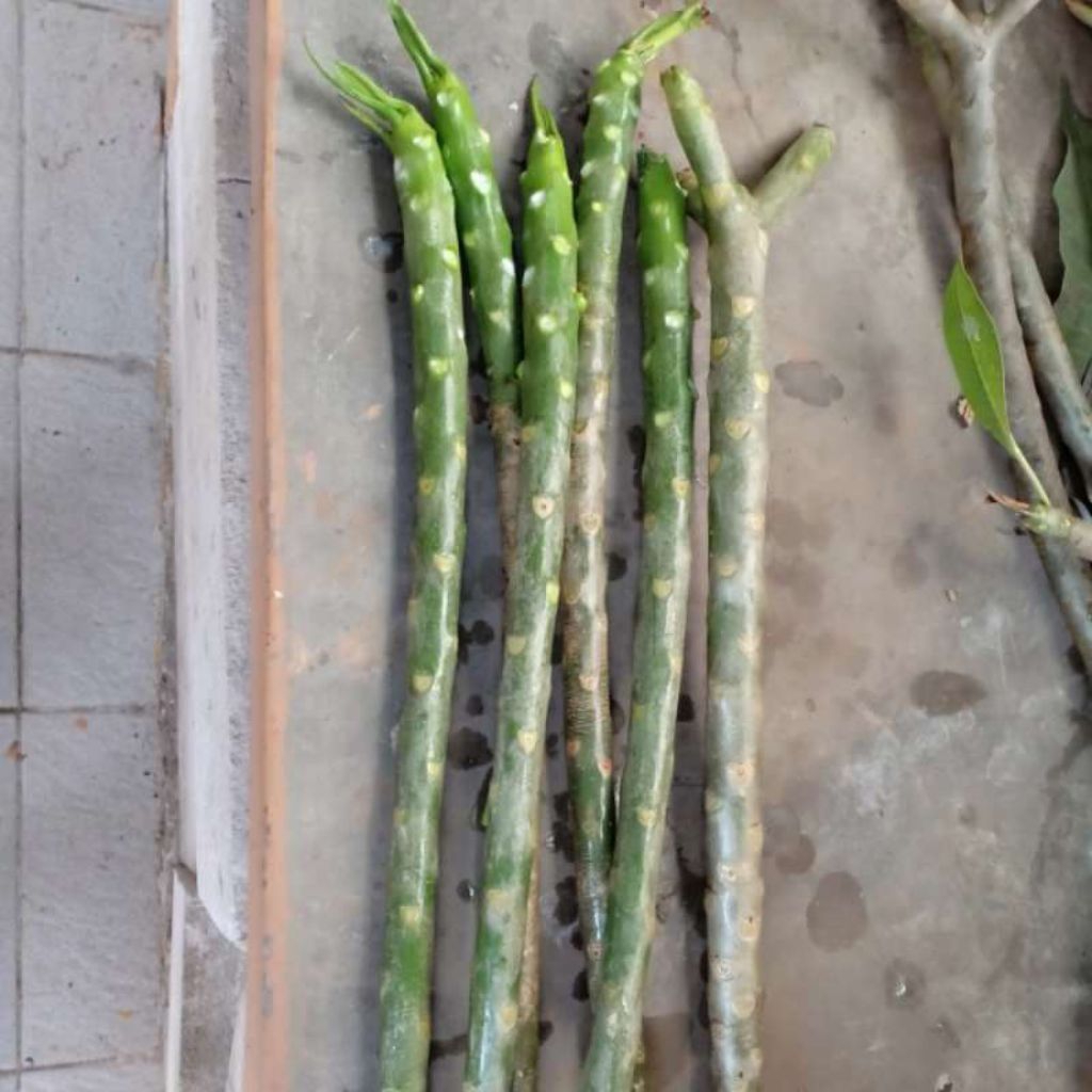 stek batang kamboja putih, bibit tanaman kamboja, bunga kamboja.