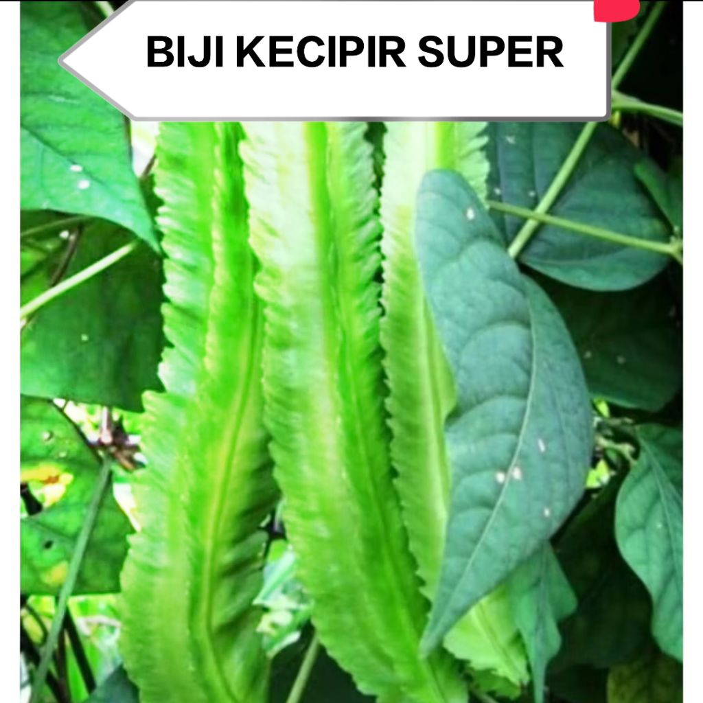 500++Biji Benih - Bibit Kecipir Sayur Lalap Super Panjang