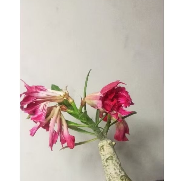Adenium sudah berbunga ID : ENCOUNTER Bunga Tumpuk