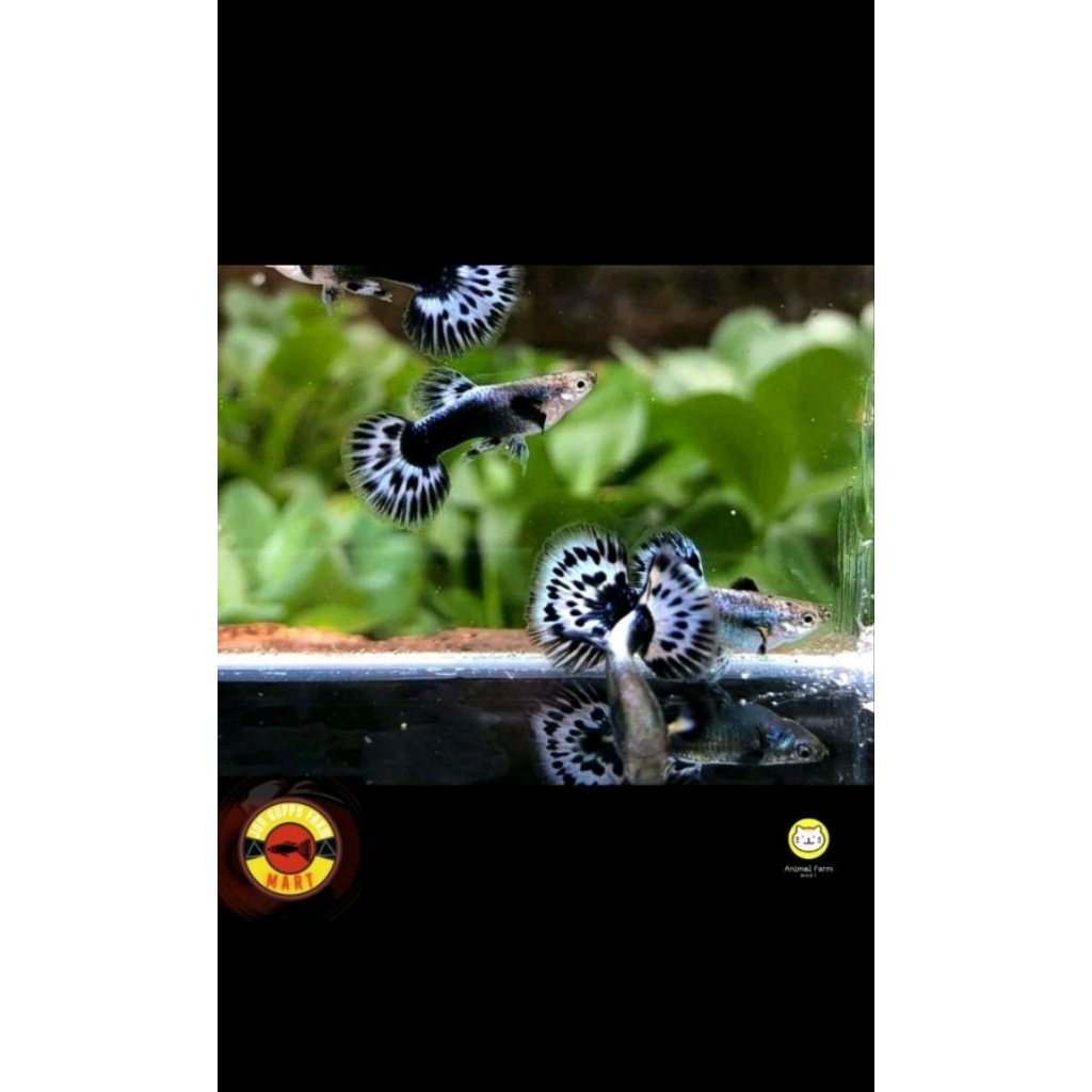 HIASAN AKUARIUM GUPPY BLUE IVORY TIGER SEPASANG HIASAN AKUARIUM AQUASCAPE
