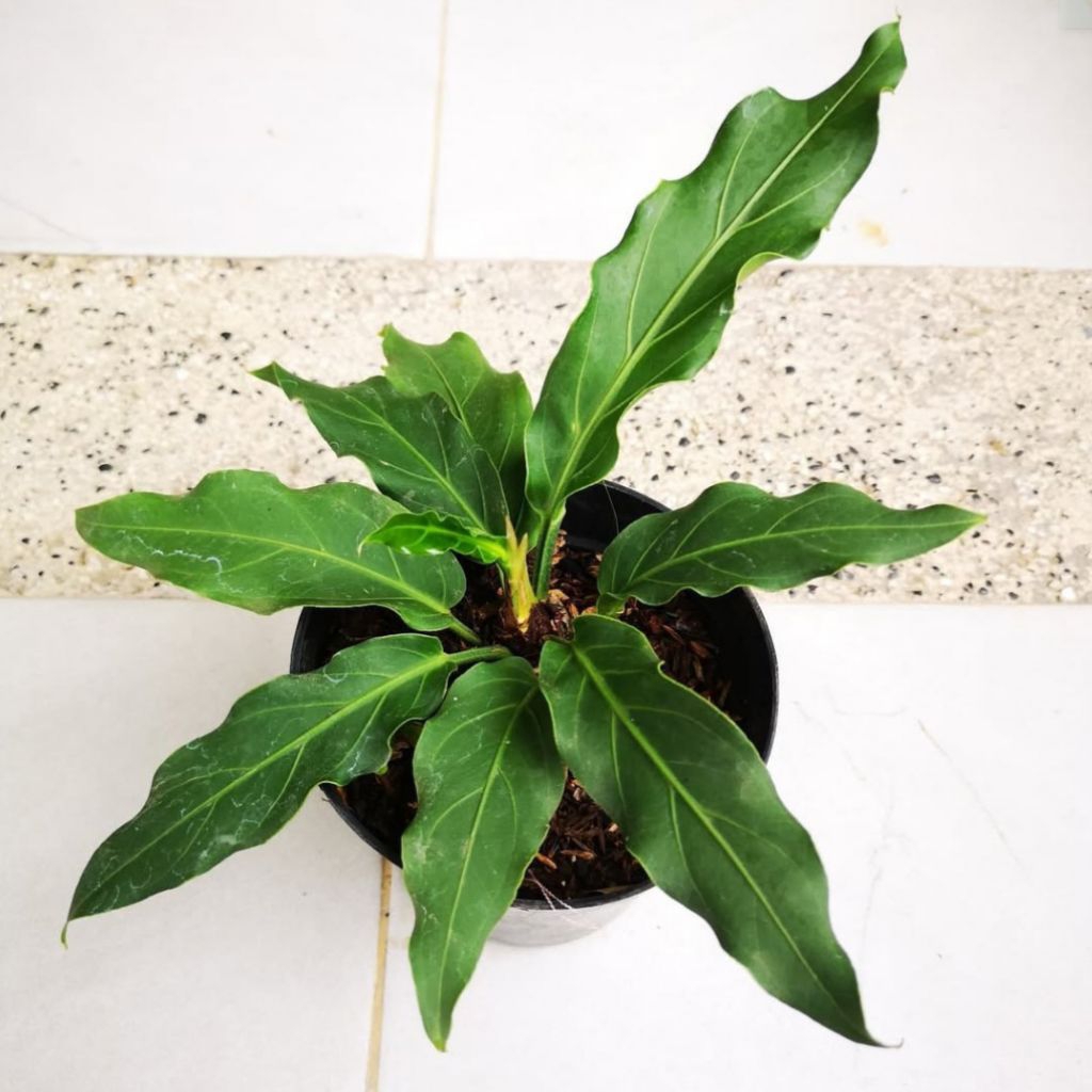 Tanaman hias hidup anthurium gelombang cinta - pohon anturium gelombang cinta