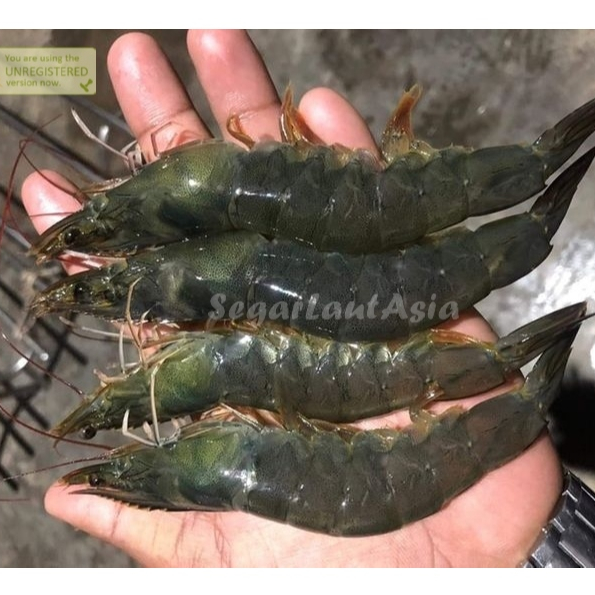 Udang Vaname Segar Ikan Udang Vaname Fresh Udang Vaname 1Kg Udang Vaname 30-35 Ekor Seafood Udang Se