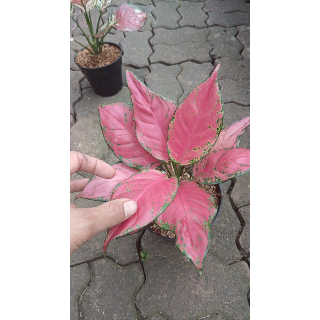 Tanaman hias Aglonema red anjani
