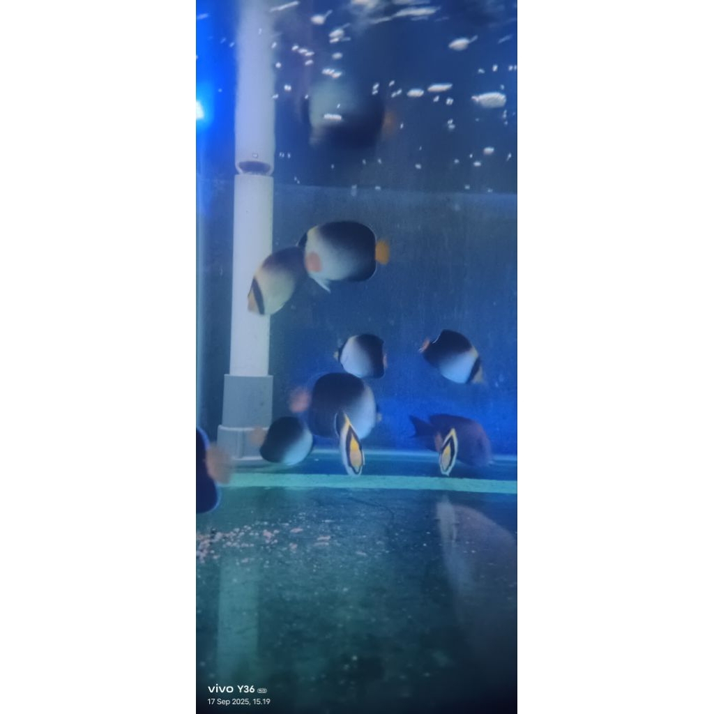 ikan hias air laut angel marmut