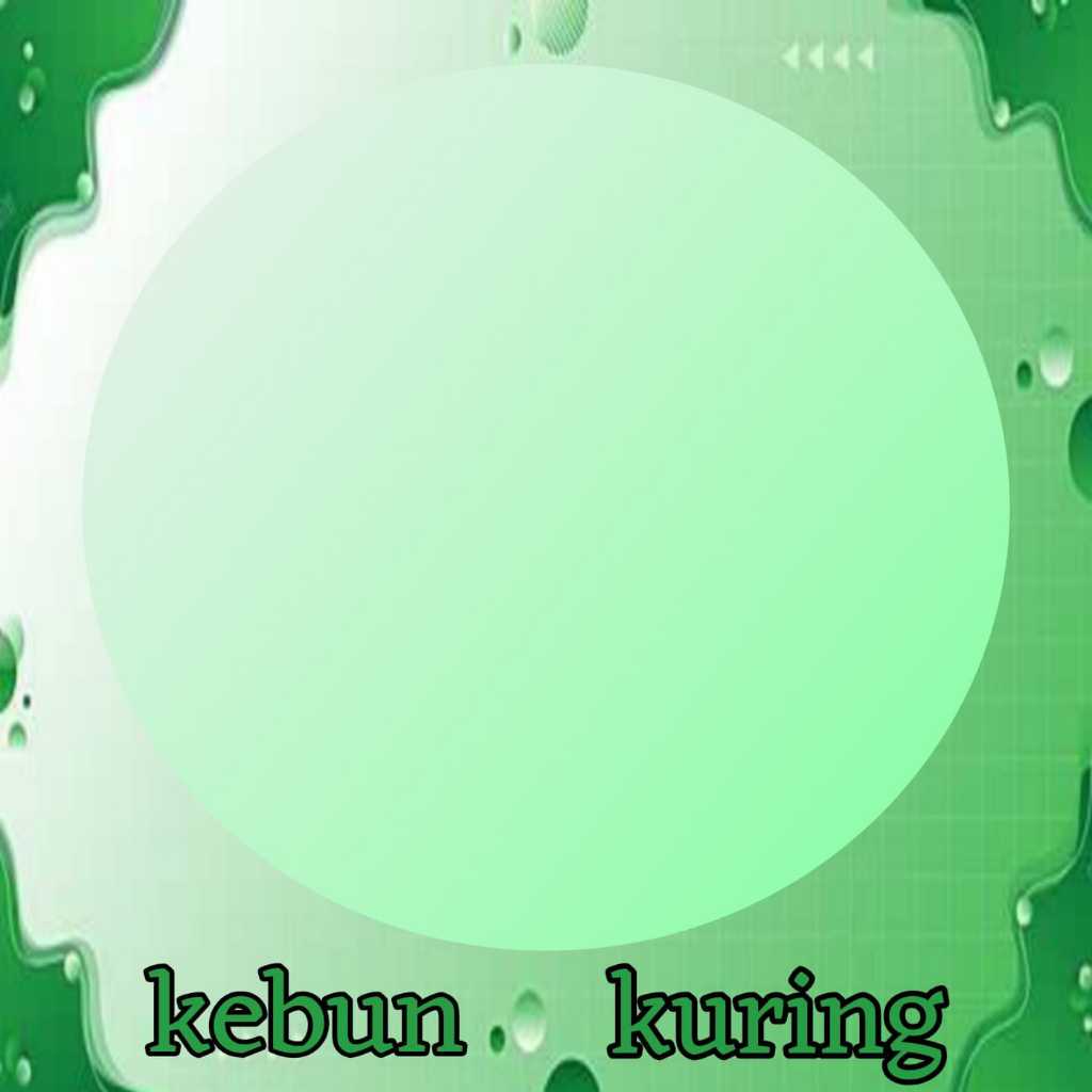 biji buah mahoni / buah mahoni 100g